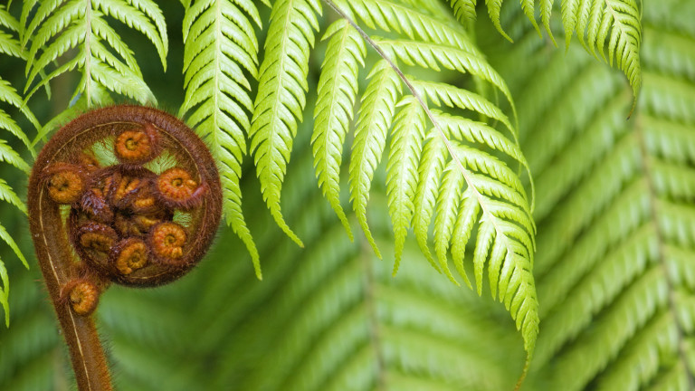 New Zealand fern koru