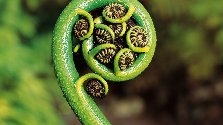 Koru landscape