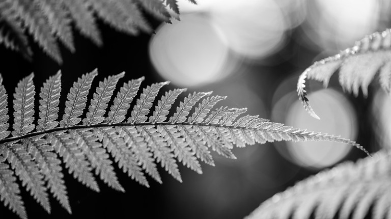 New Zealand fern