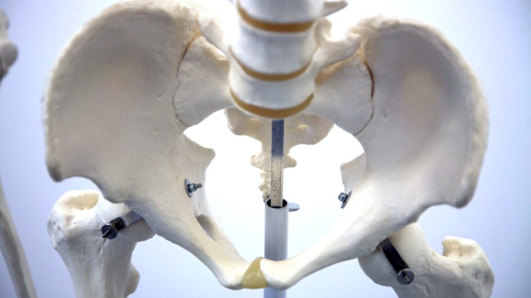Tight shot of skeleton pelvis model