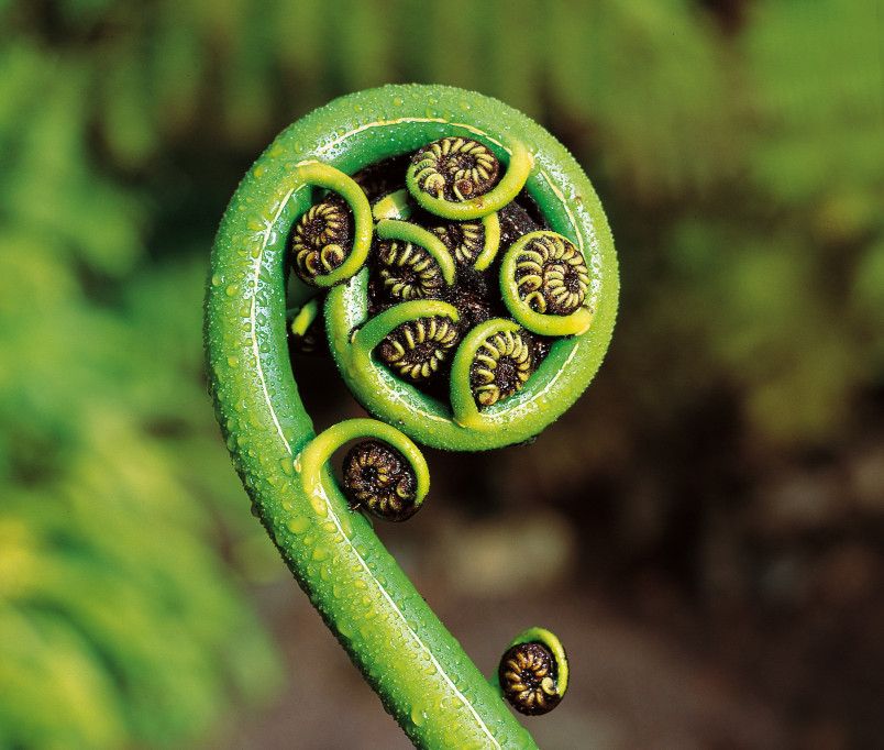 Koru landscape