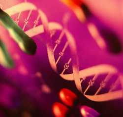 A photograph of a DNA helix