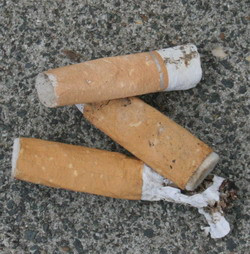 Tobacco cigarette butts