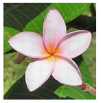 Photograph of a frangipani flower