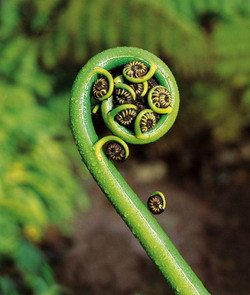 Photograph of a silver fern frond