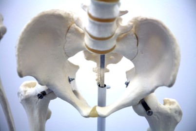 Tight shot of skeleton pelvis model