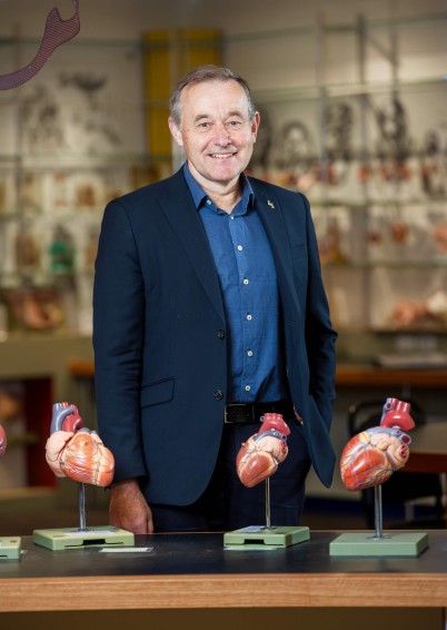 Prof Julian Paton poses with anatomical heart models
