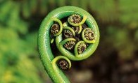 koru